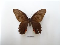 藏品(黑鳳蝶)的圖片